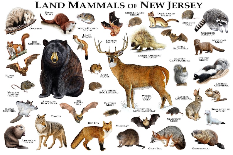 Mammals of New Jersey Poster Print / New Jersey Mammals Field Etsy