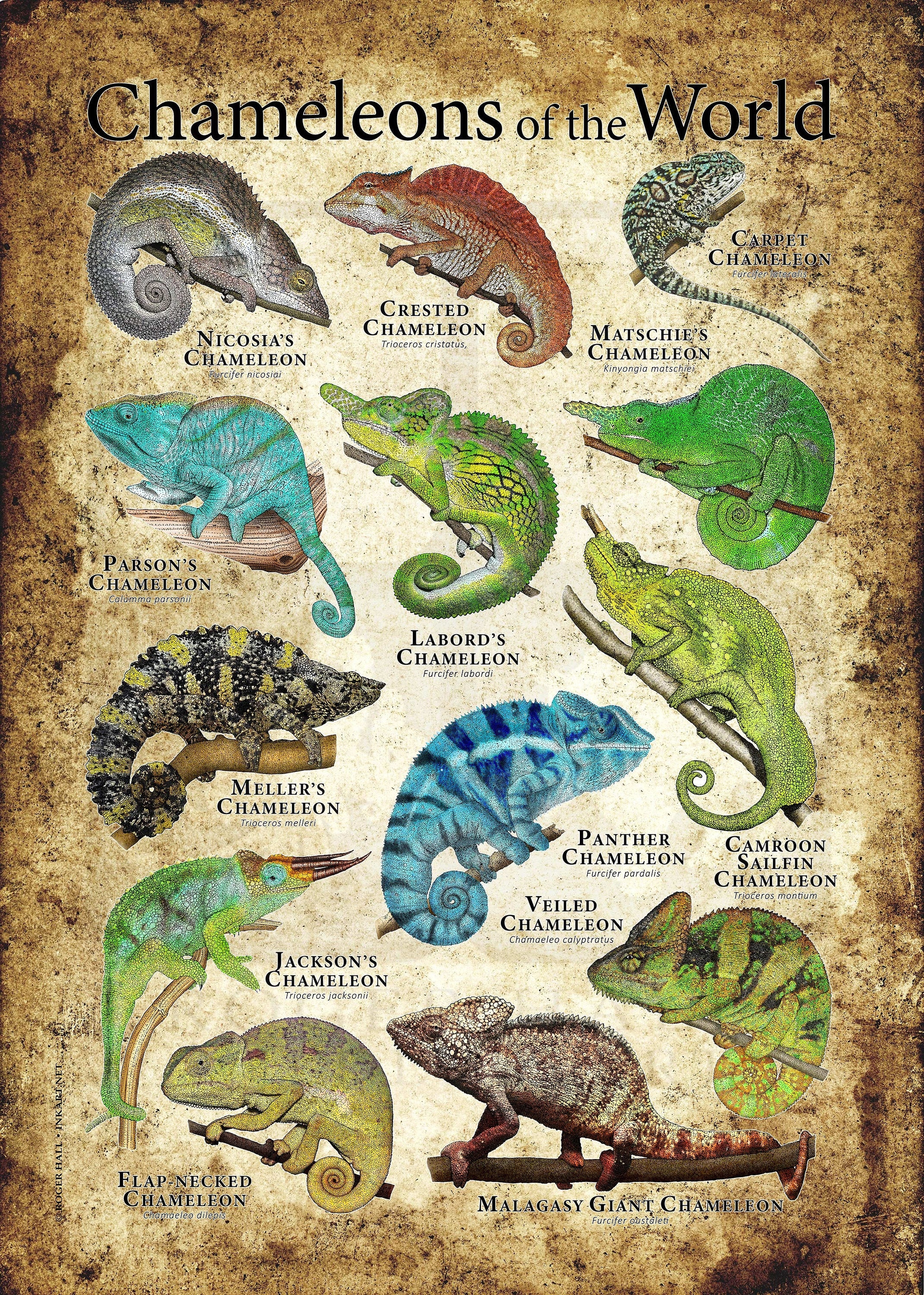 Chameleons on the World Poster - SIGNED BY ARTIST! - Etsy