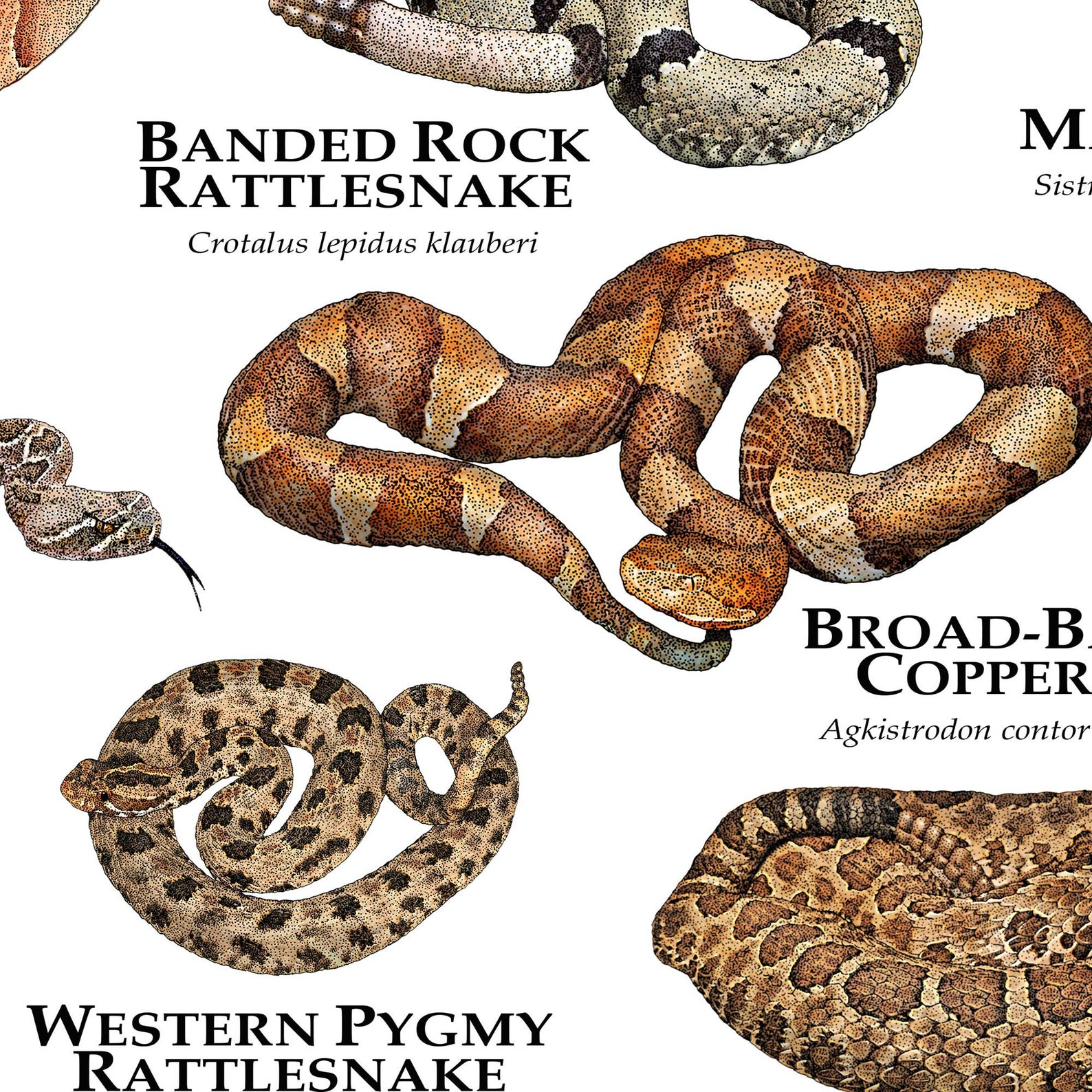 Venomous Or Harmless? Identifying Black Snakes In Texas - h6of1la