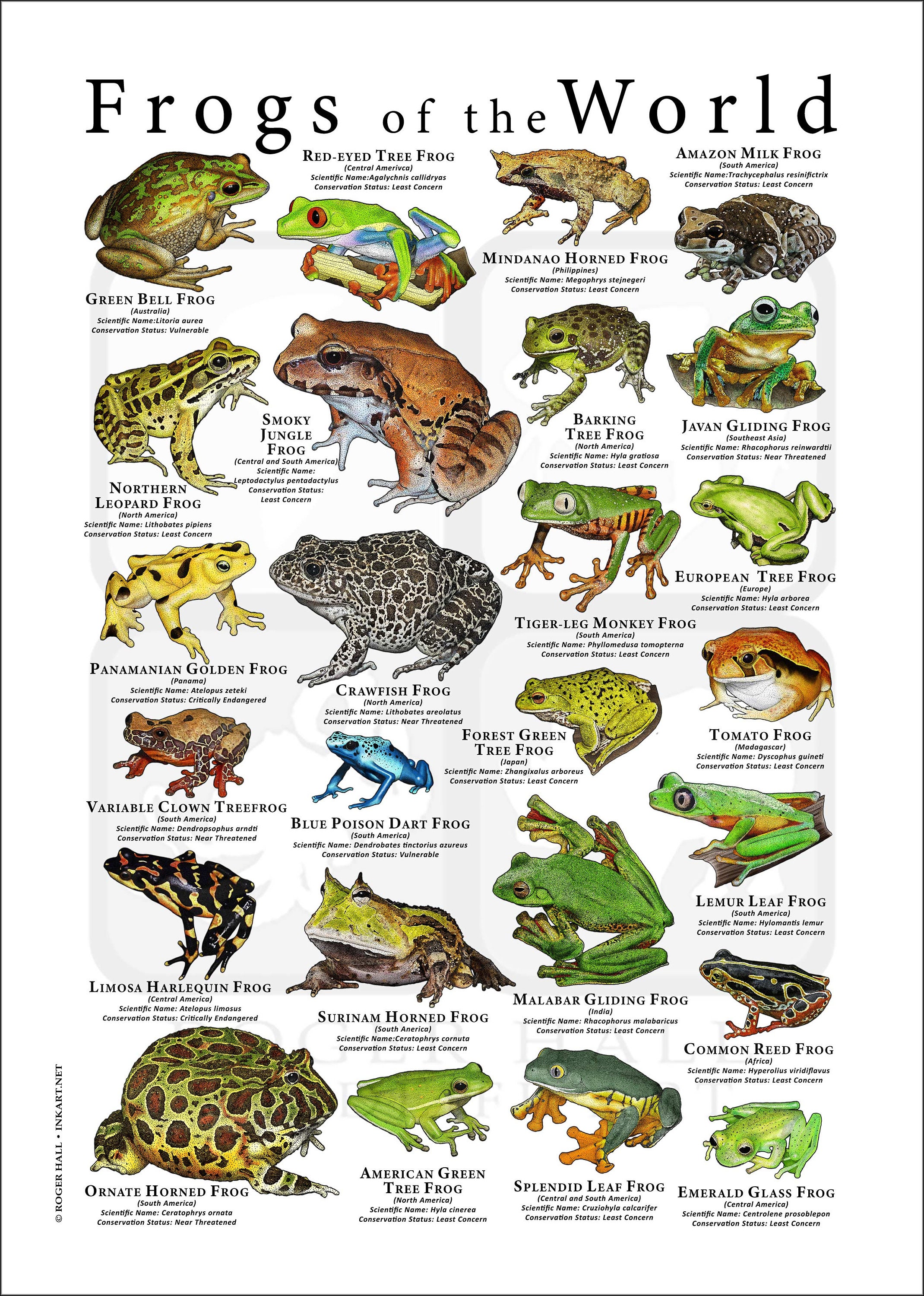 Frogs of the World Poster Print - Etsy UK Frogs of the World Poster Print - Etsy UK