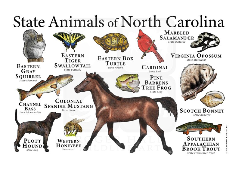 North Carolina State Animals Poster Prnt Etsy