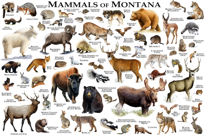 Montana Field Guide Montana Wildlife A Beginner's Field Guide to
