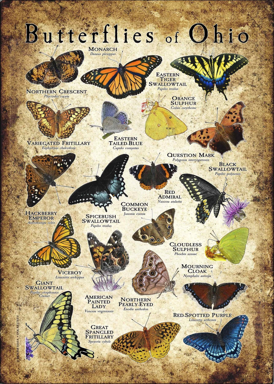 Butterflies of Ohio Poster Print Field Guide Etsy
