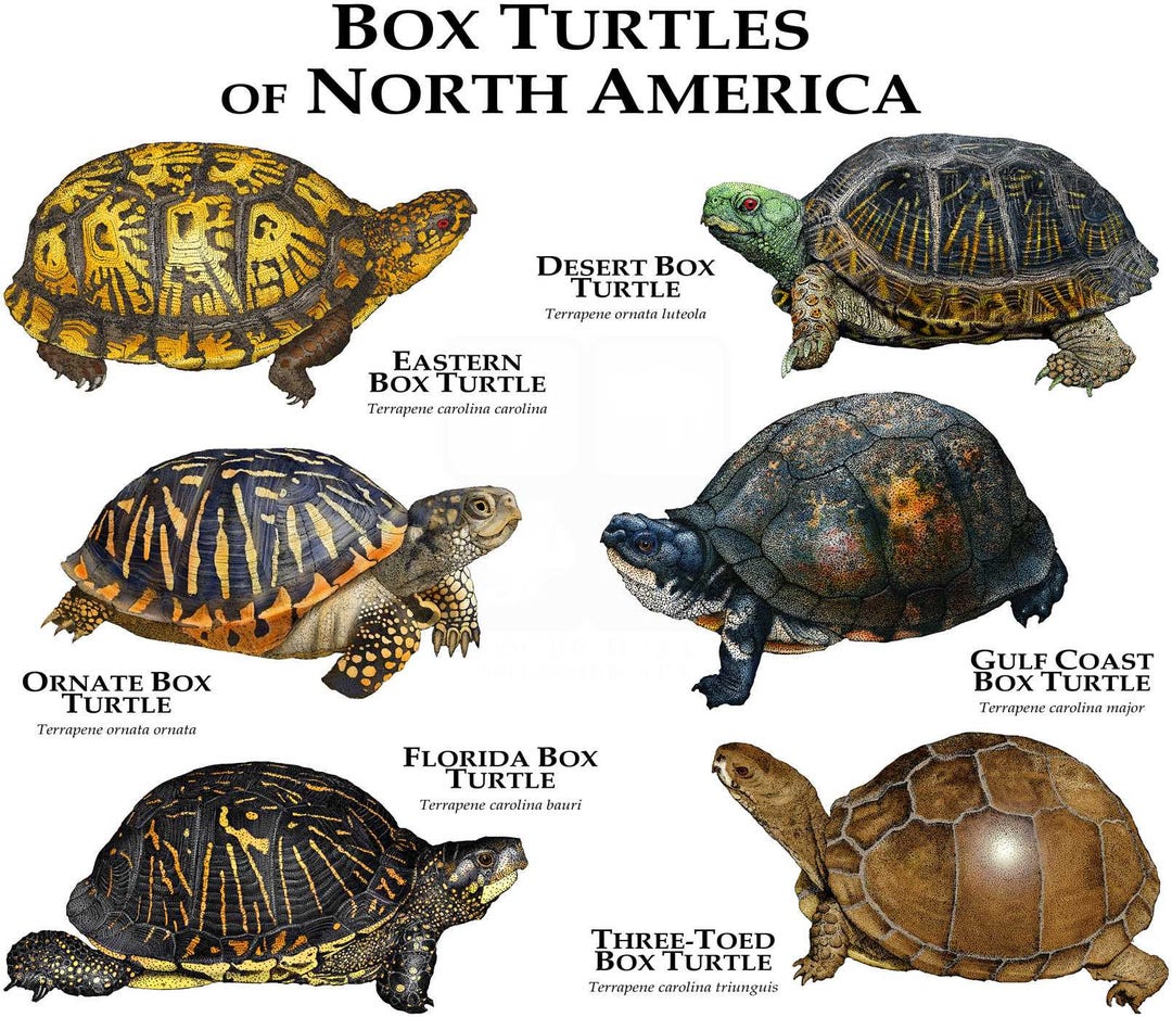 Turtle Breeds Land Tortoise Pet Snapping Turtle Small Land Turtle