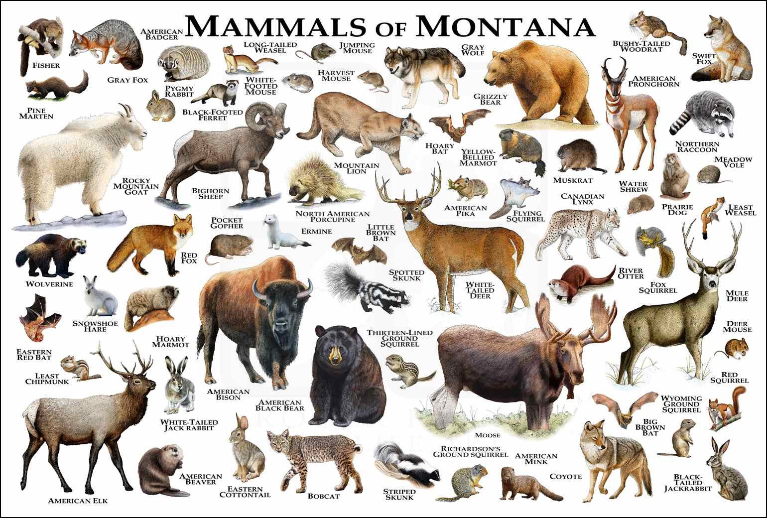 Mammals Of Montana Poster Print Montana Mammals Field Guide Etsy
