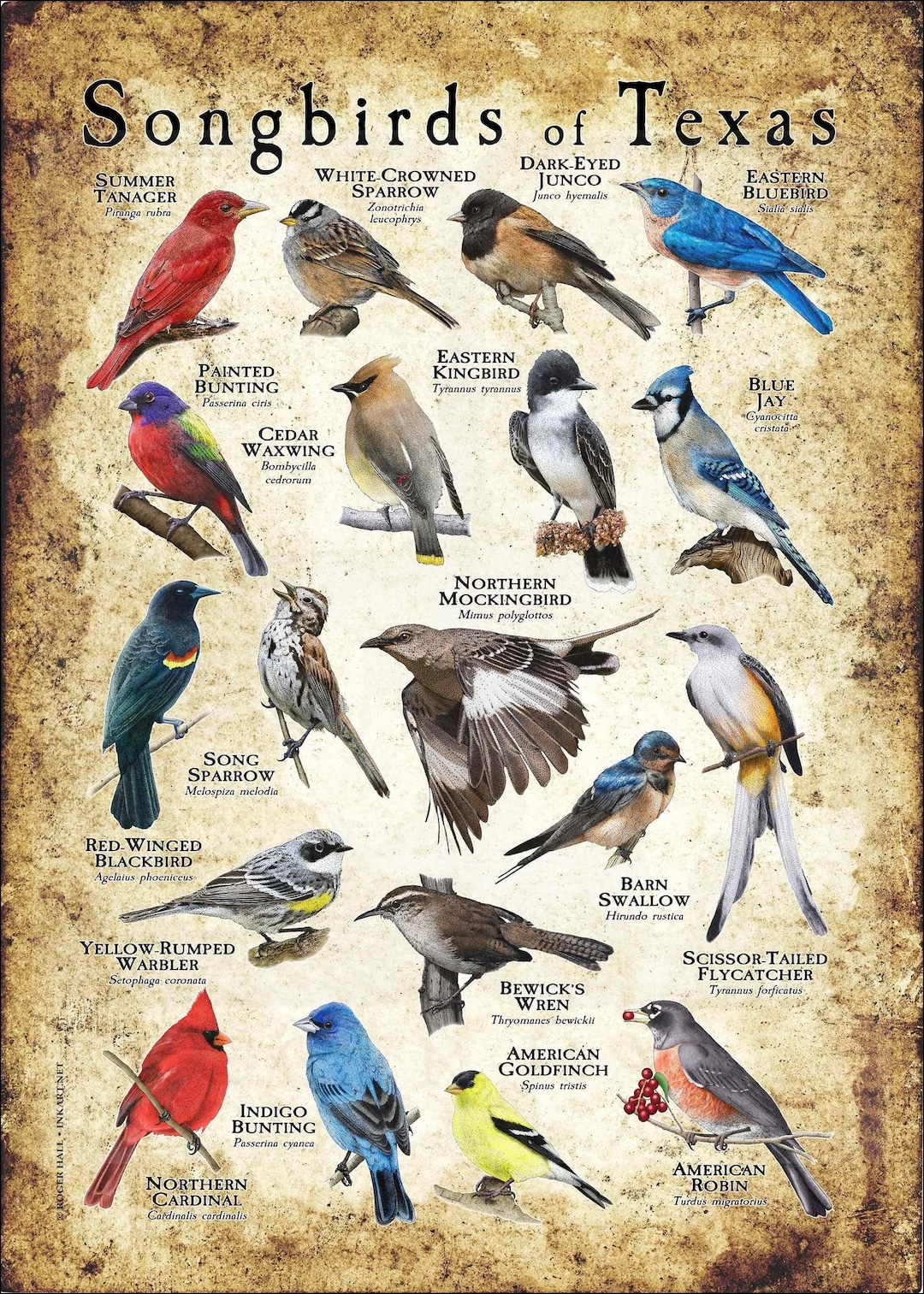 Songbirds of Texas Poster Print Field Guide Etsy