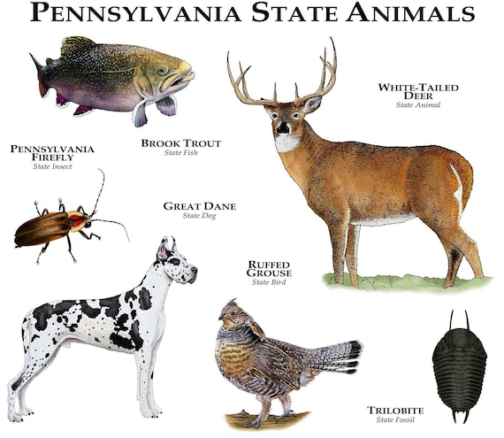 Pennsylvania State Animals Poster Print | Etsy