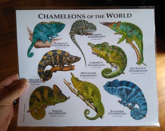 世界のカメレオンのポスタープリント - アーティストのサイン入り