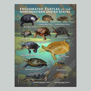Süßwasser-Schildkröten des Nordostens der USA Kunstdruck / Naturführer
