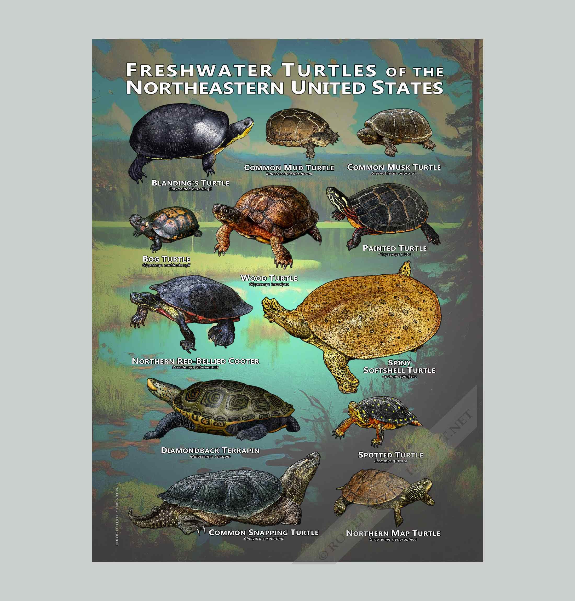 Freshwater Turtles of the Northeastern US Art Print / Field Guide