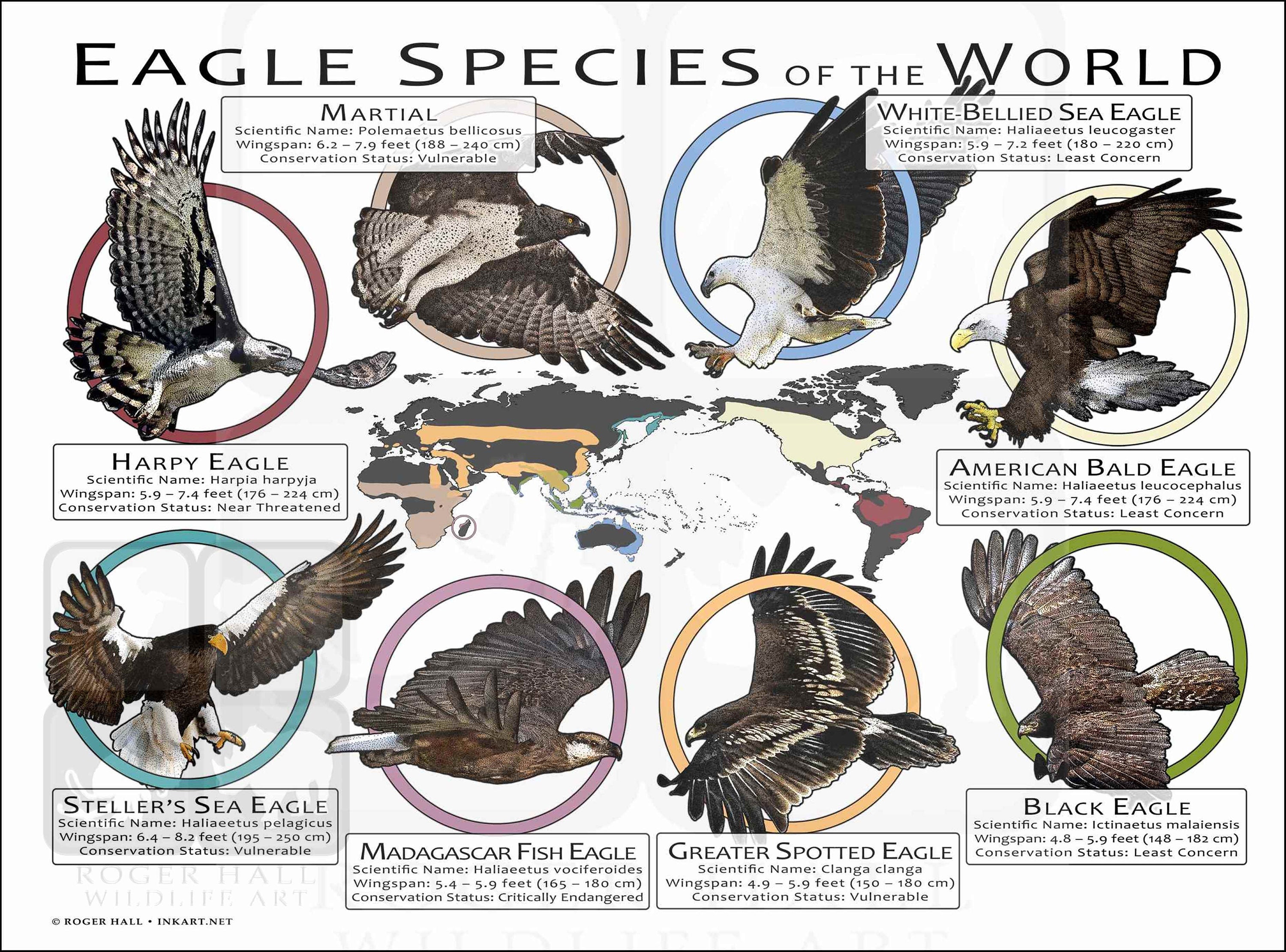 Harpy Eagle Size Chart