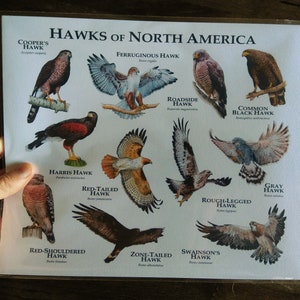 Hawks of North America - Etsy