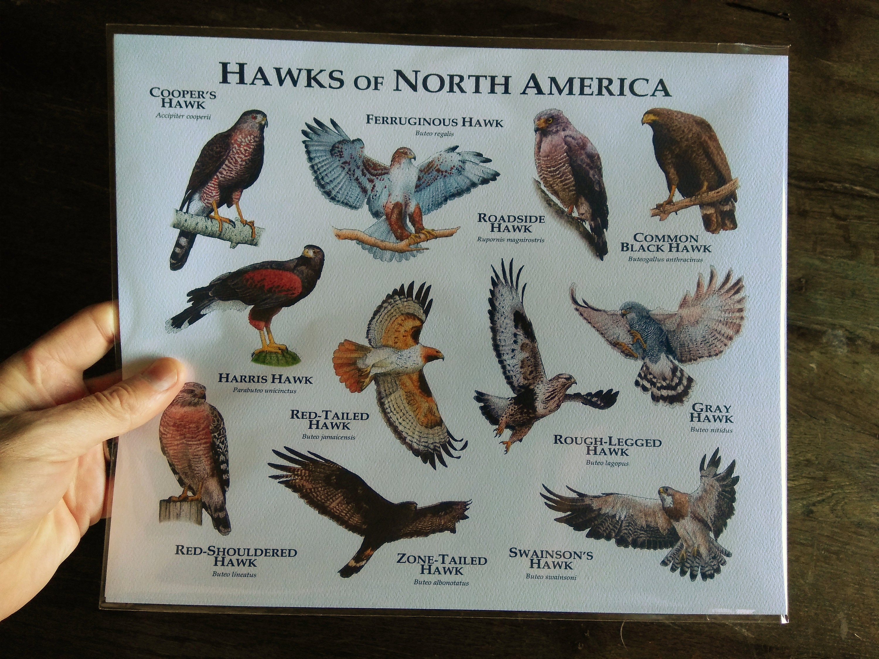 Birds of Prey of North America Giant Poster