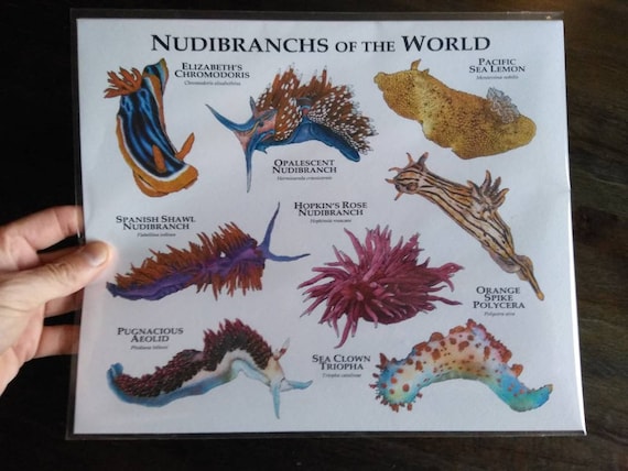 ウミウシガイドブック 洋書 美品 Nudibranchs