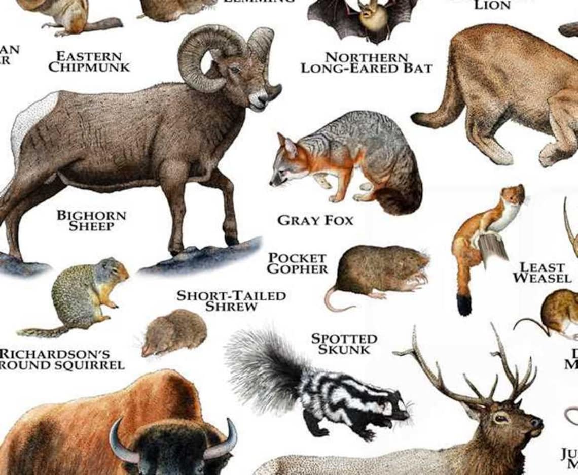 Mammals of North Dakota Poster Print / North Dakota Mammals Etsy