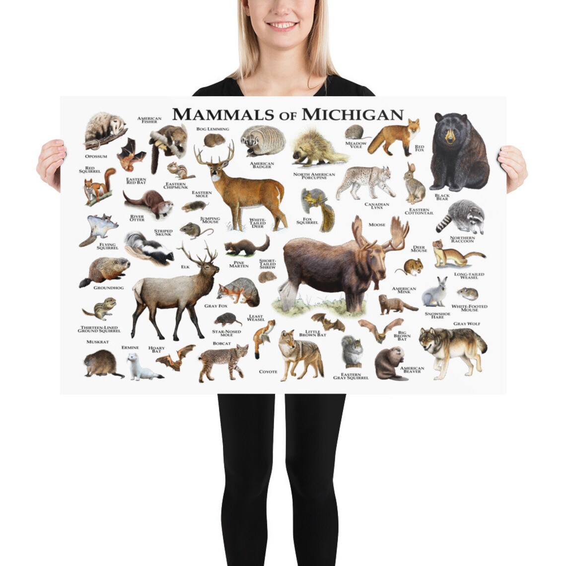 Mammals of Michigan Poster Print / Michigan Mammals Field Etsy