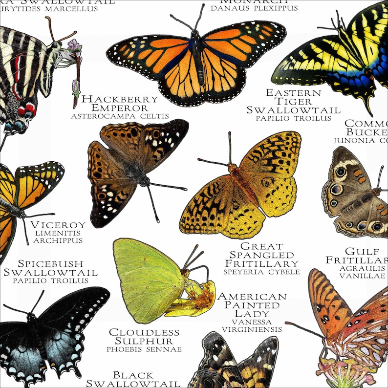 Butterflies of Missouri Poster Print Field Guide Etsy