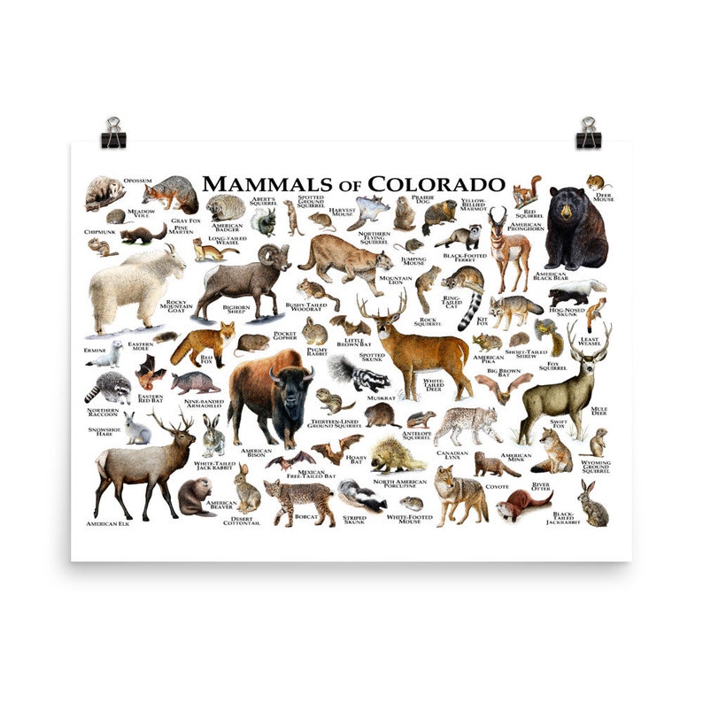 Mammals of Colorado Poster Print / Colorado Mammals Field Etsy