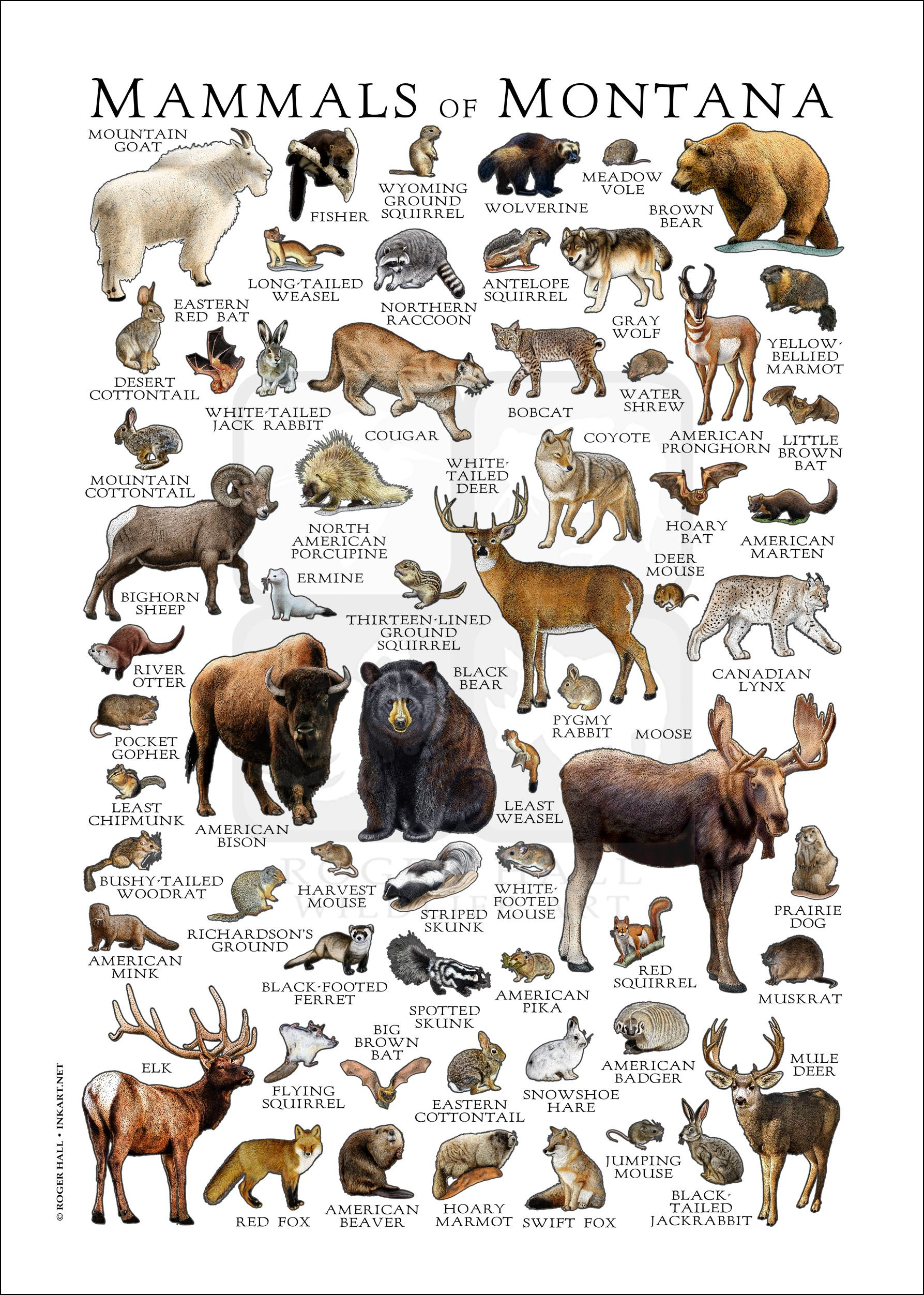 Montana Mammals Poster Print: Signed Wildlife Art Field Guide