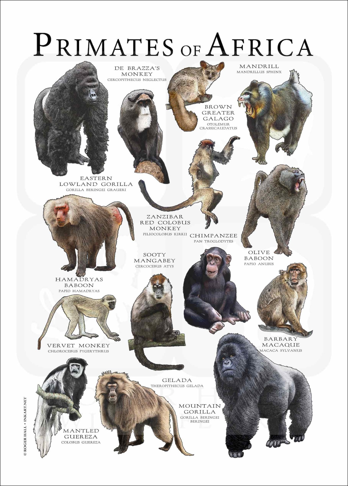 Primates of Africa Poster Print Etsy