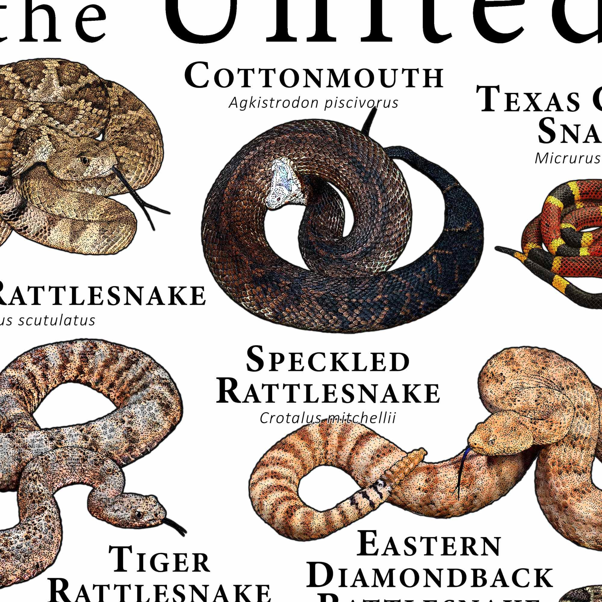 Venomous Snakes of the United States Poster Print - Etsy