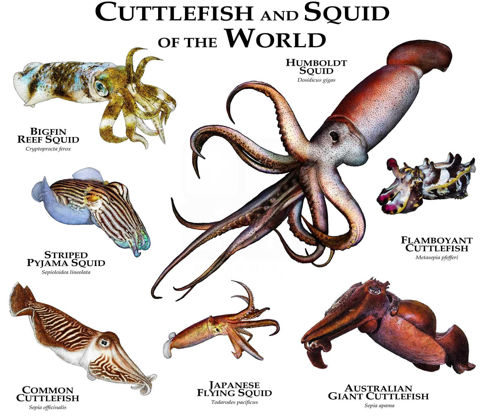 Cuttlefish cuttlefish