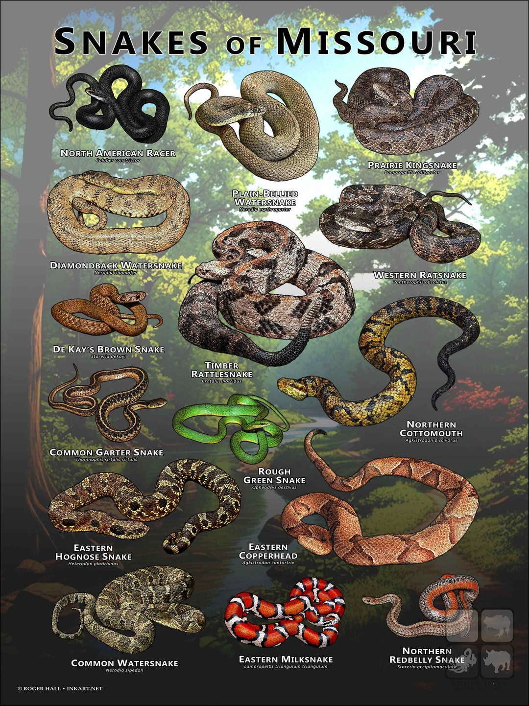 Snakes of Missouri Poster Print/field Guide - SIGNED BY ARTIST - Etsy