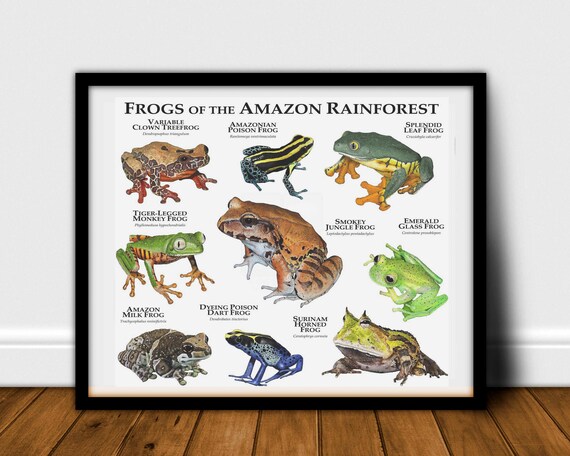 Frogs 2020 Wildlife Calendar 15/% OFF MULTI ORDERS!
