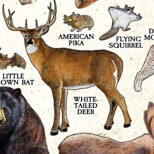 Mammals of Wyoming Poster Print / Wyoming Mammals Field Guide / Animals of Wyoming image 2