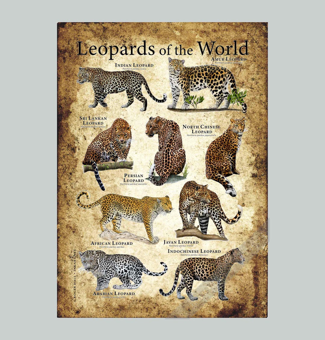 世界のヒョウのポスタープリント - Etsy 日本