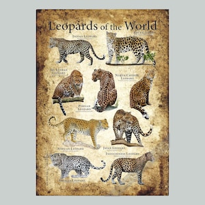 Puede incluir: Un póster titulado "Leopardos del Mundo" presenta ilustraciones de varias especies de leopardos. El póster tiene un fondo vintage texturizado. Cada leopardo está etiquetado con su nombre común, incluyendo leopardos indios, Amur, Sri Lanka, persas, chinos del norte, africanos, javanés, indochinos y árabes.