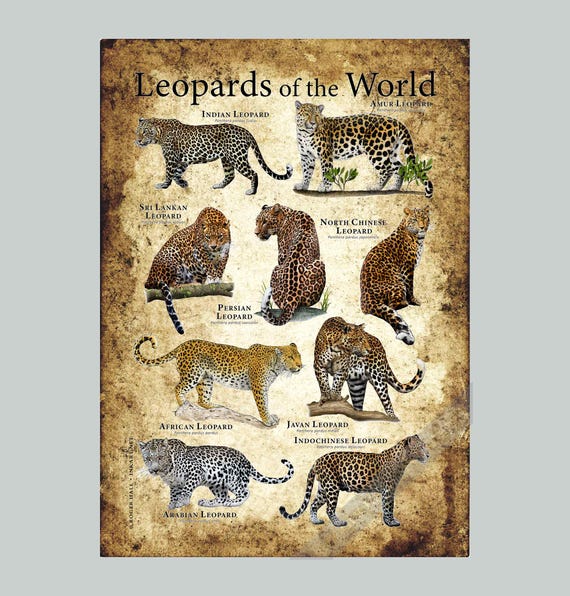 世界のヒョウのポスタープリント - Etsy 日本