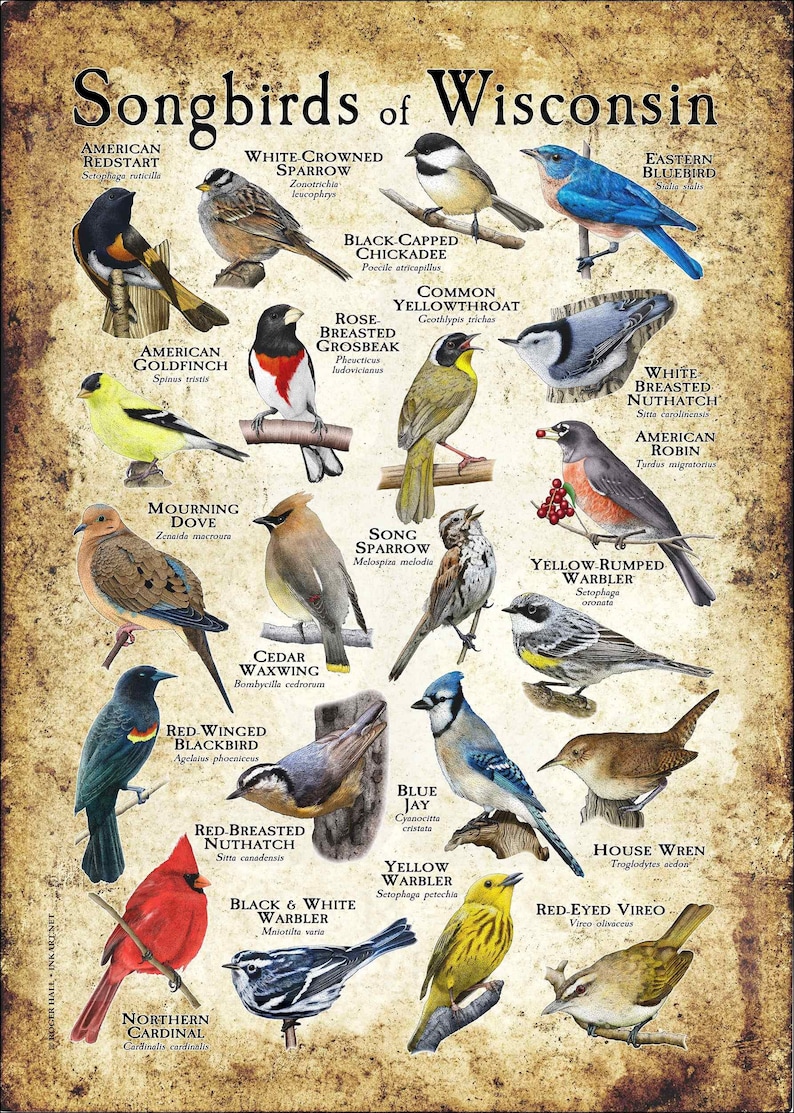 Songbirds of Wisconsin Poster Print Field Guide Etsy