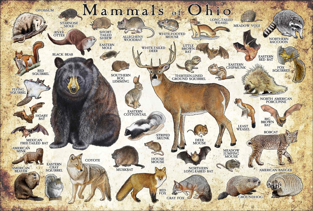Mammals of Ohio Poster Print / Ohio Mammals Field Guide / Animals of