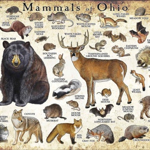 Mammals of Ohio Poster Print / Ohio Mammals Field Guide / Animals of Ohio - SIGNED BY ARTIST!