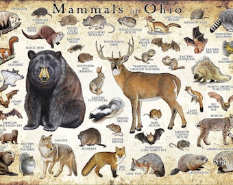 Ohio Mammals Poster - Etsy
