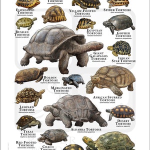 Tortoises of the World Poster Print White