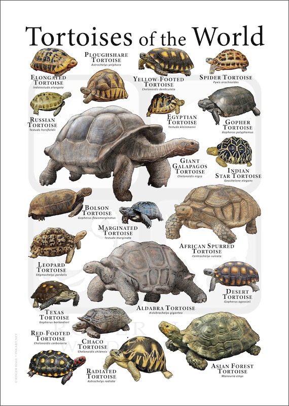 Tortoises of the World Poster Print - SIGNED BY ARTIST - Etsy Finland