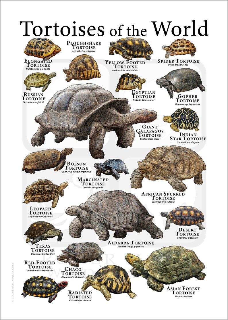 Tortoises of the World Poster Print White