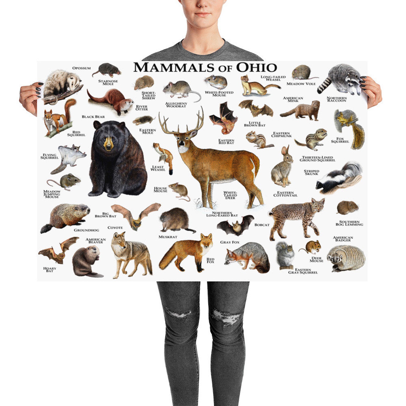 Mammals of Ohio Poster Print / Ohio Mammals Field Guide / Etsy