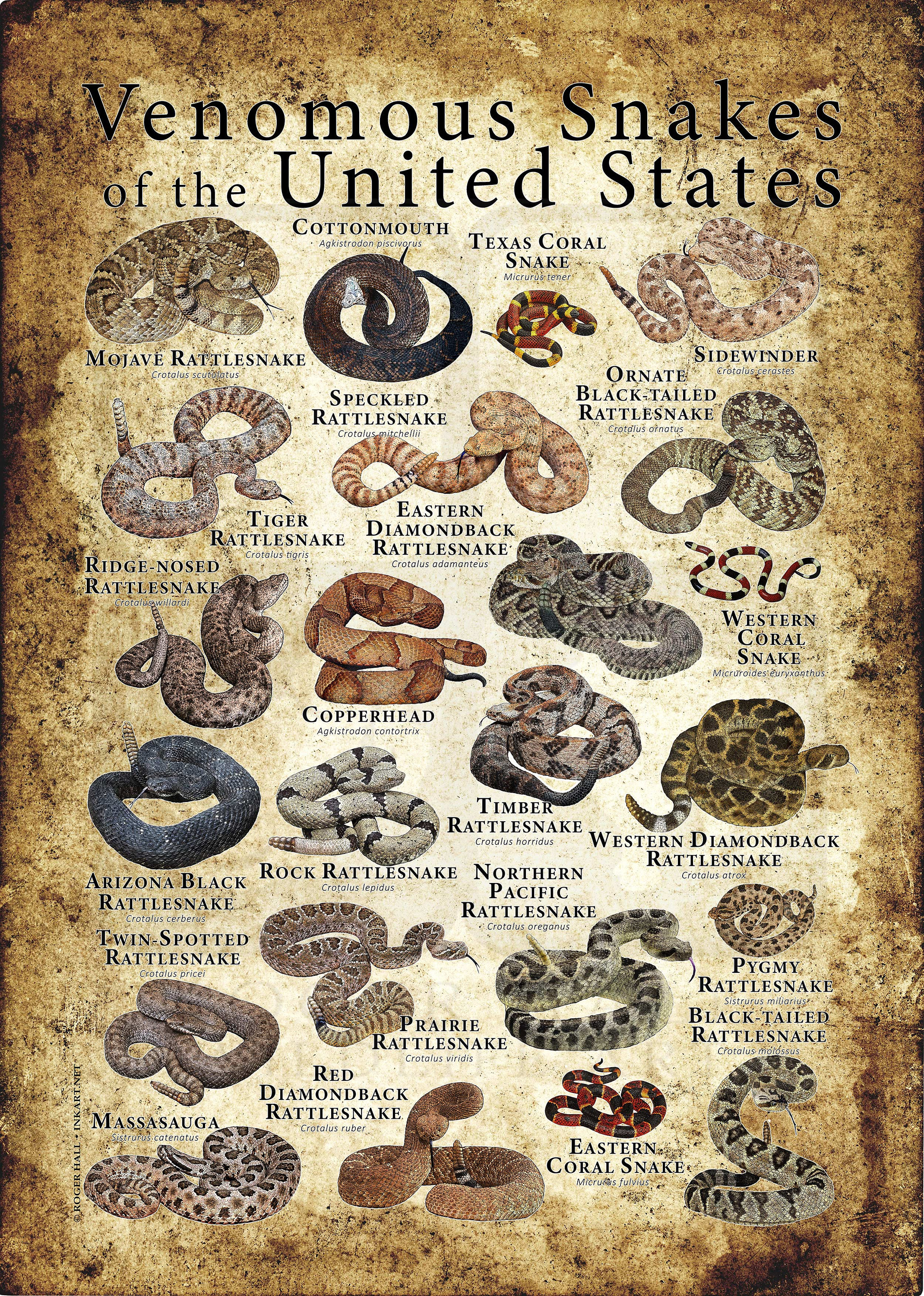 Eastern Us Snakes