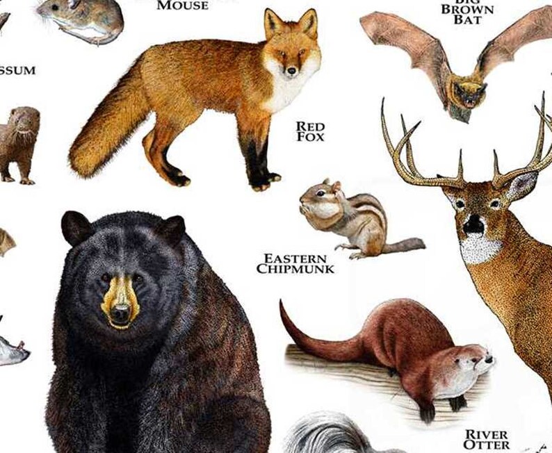 Land Mammals of Louisiana Poster Print / Louisiana Mammals | Etsy