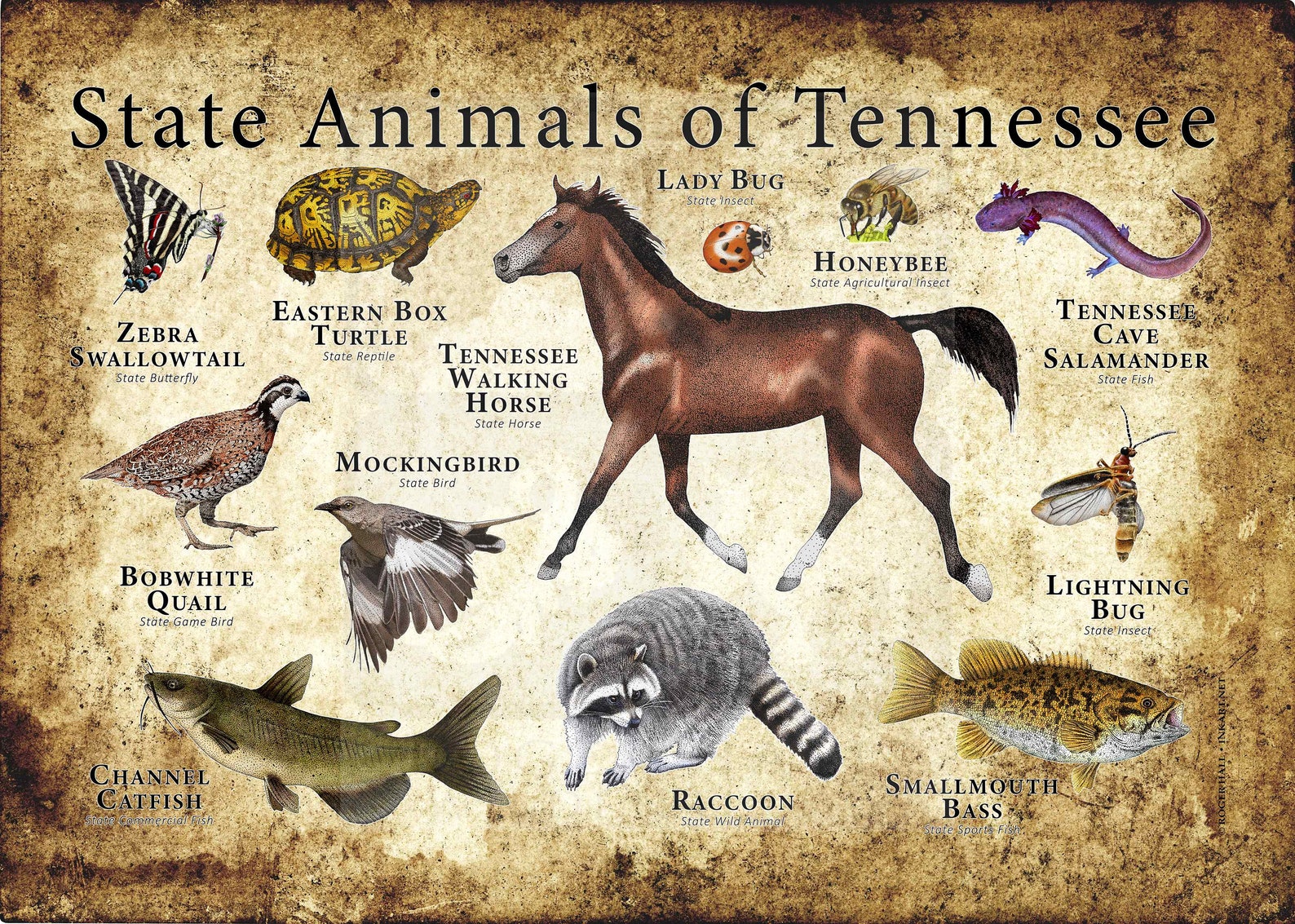 Tennessee State Animals Poster Print Etsy