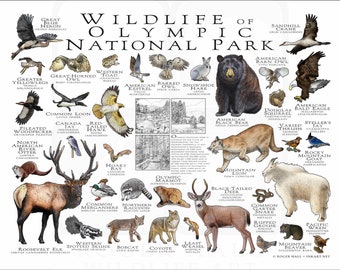 オリンピック国立公園の野生動物/フィールドガイド - アーティストの
