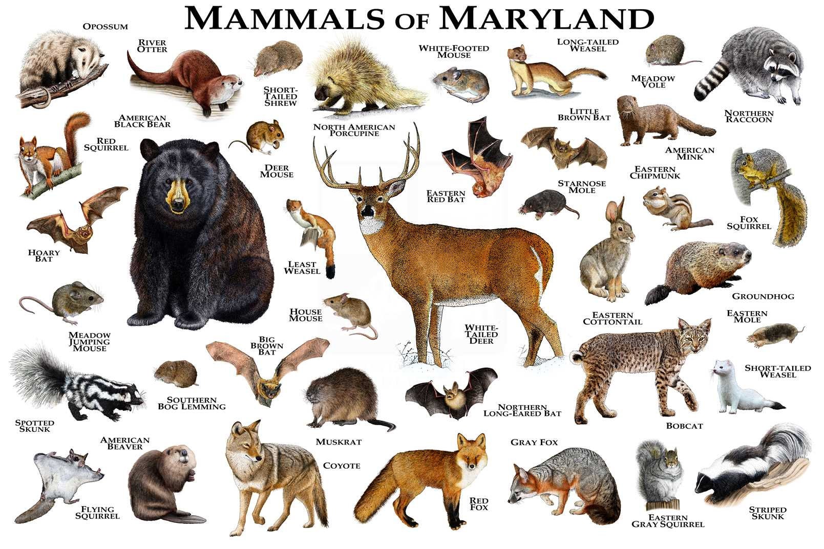 Land Mammals of Maryland Poster Print / Maryland Mammals Field Etsy