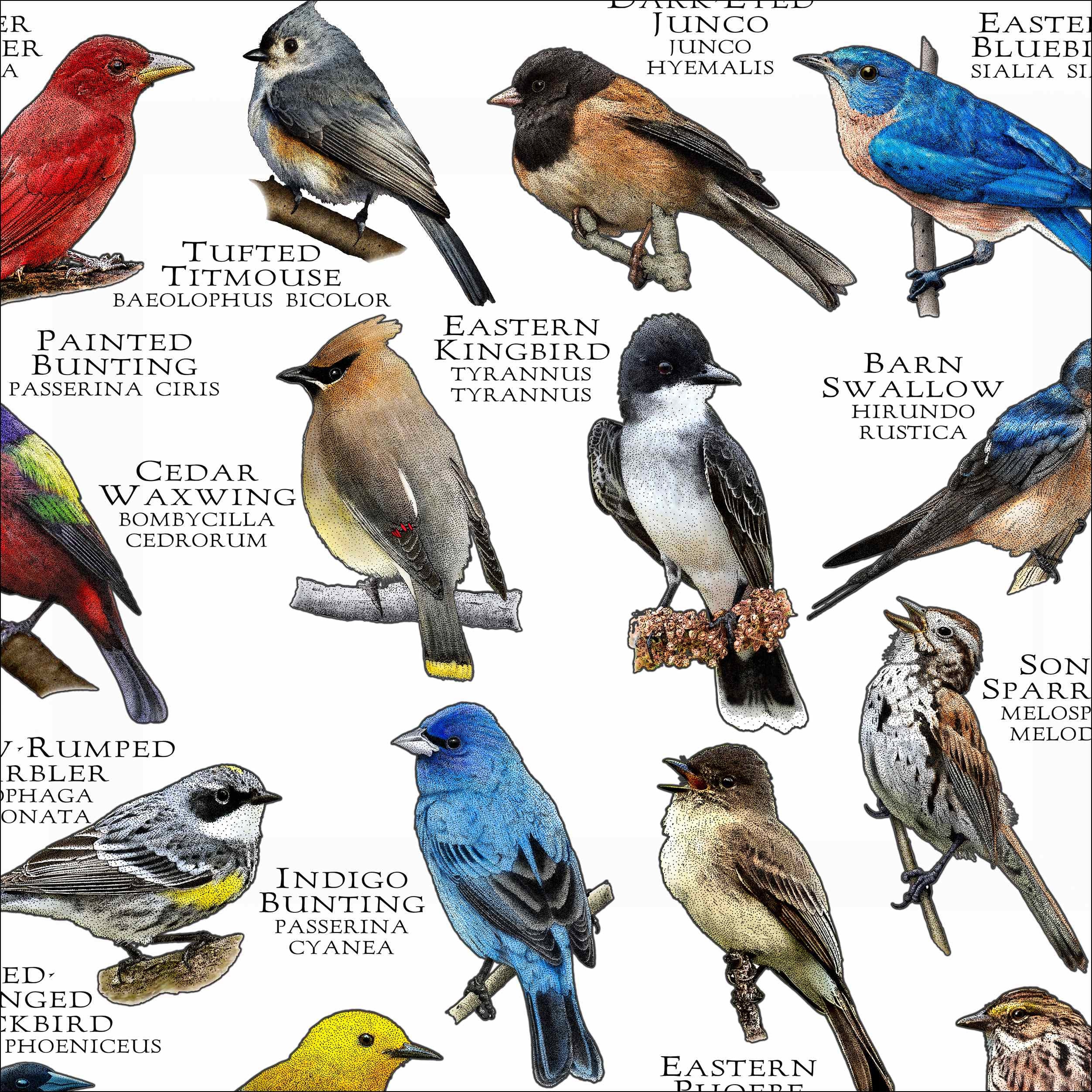 Songbirds of North Carolina Poster Print/field Guide - SIGNED BY