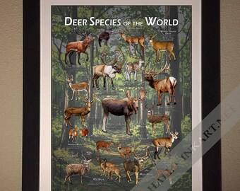 世界の鹿の種のポスタープリント - アーティストのサイン入り! - Etsy 日本