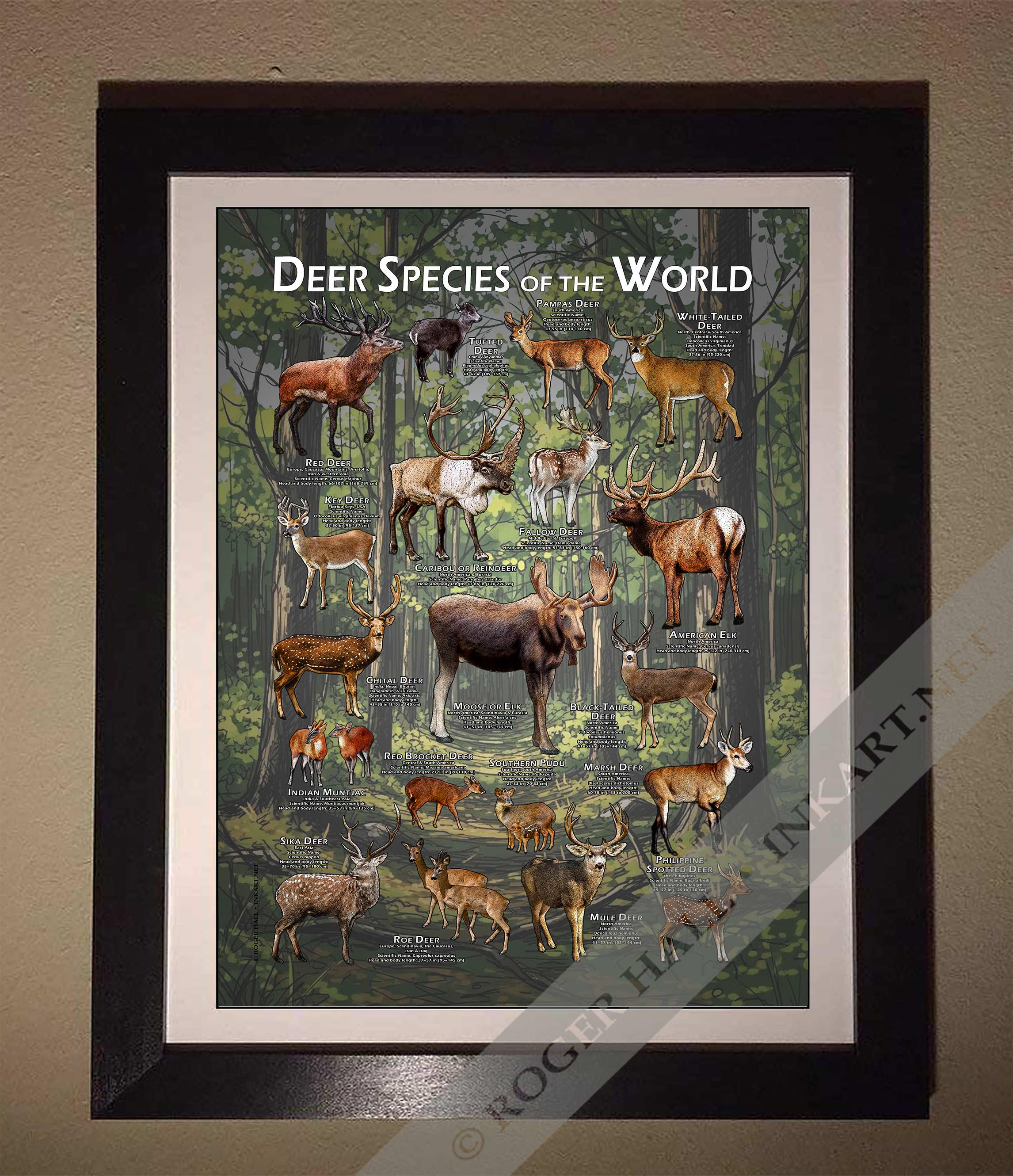 A deer / 鹿 世界の鹿の種のポスタープリント - アーティストのサイン入り! - Etsy 日本
