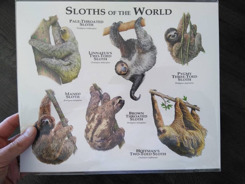 Sloths of the Tropical Rainforests Poster Print | Etsy