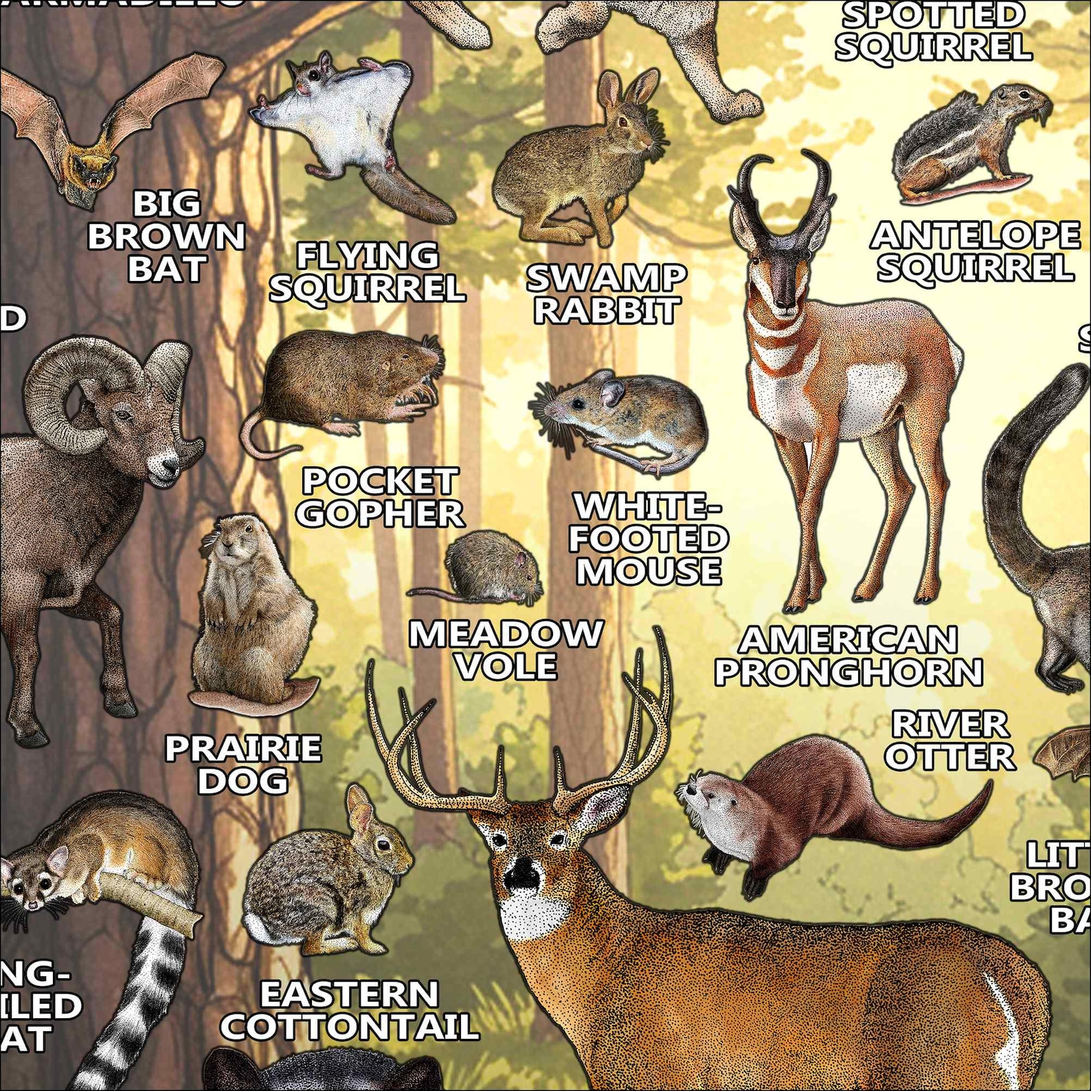 Texas Mammals Field Guide Poster Print: Signed Wildlife Art - Etsy